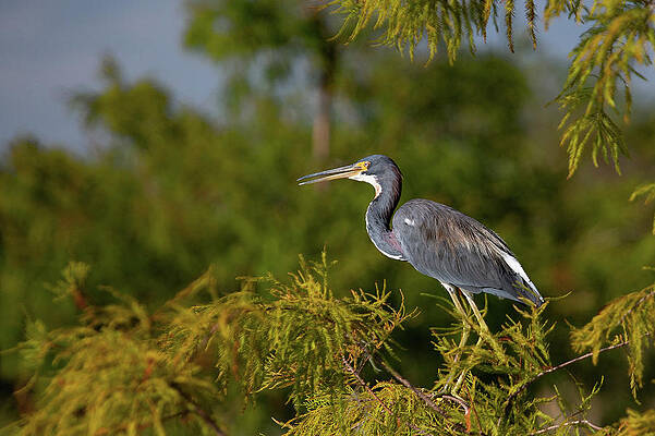 Bird Photograph - A Bird's Eye View by Gina Fitzhugh