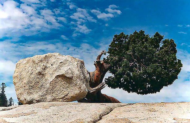 Tree Photograph - A Defiant Lone Tree And Bolder by Bonnie Colgan