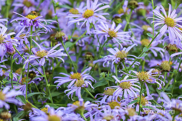 Daisy Photograph - A Bouquet Of Daisies by D Lee