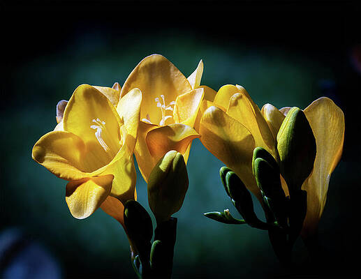 Wall Art featuring the photograph A Bouquet Of Spring 2025 by Joe Schofield