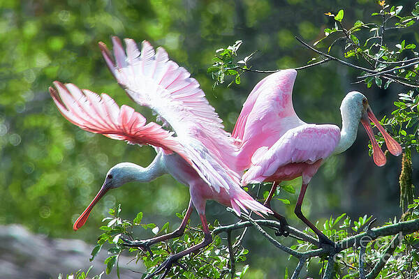 Fl Wall Art featuring the photograph A Branching Moment by Mary Lou Chmura