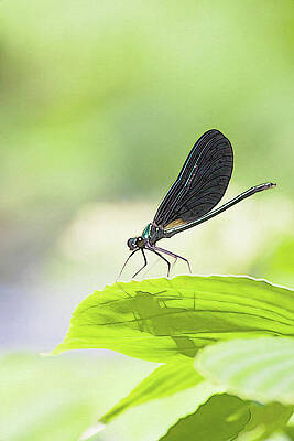 Spring Wall Art featuring the photograph A Bug With Shadow by Tatiana Travelways