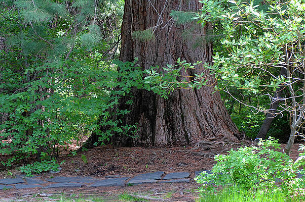 Wall Art featuring the photograph A California Serene Forest Setting by Bonnie Colgan
