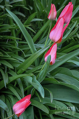 Green Photograph - A Colorful Lineup by D Lee
