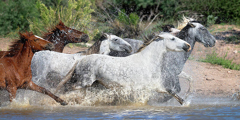 Arizona Photograph - A Colorful Splash. by Paul Martin