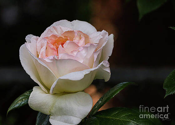Beautiful Photograph - A Cotton Rose Bloom by D Lee
