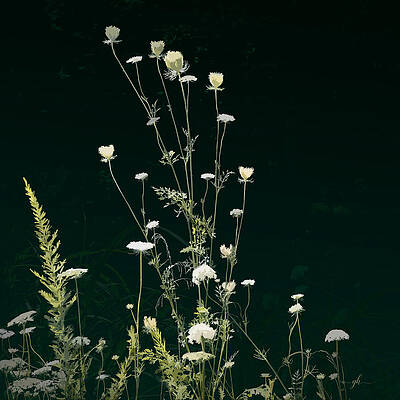 Blossom Digital Art - A Country Dance by Gina Harrison