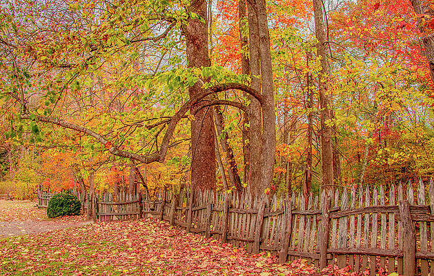 Vibrant Wall Art featuring the photograph A Crooked Old Fence In The Shadow Of Fall by Marcy Wielfaert