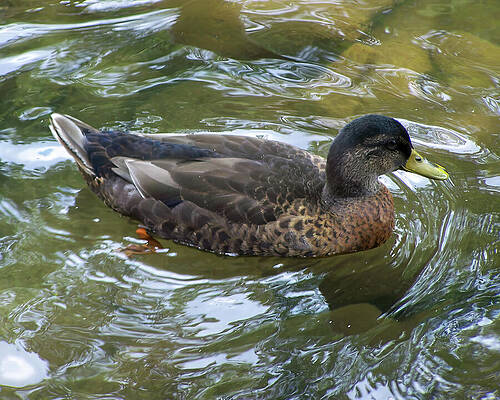 Wall Art featuring the photograph A Duck In The Shallows by Flees Photos