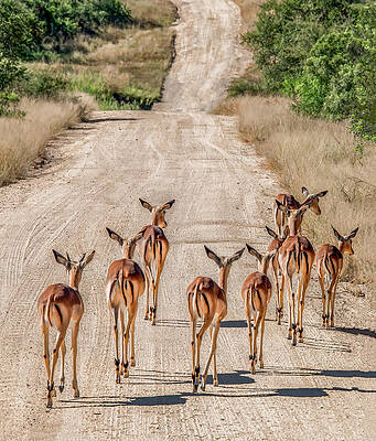 Natural Photograph - A Dusty Road Is Better With Friends by Marcy Wielfaert