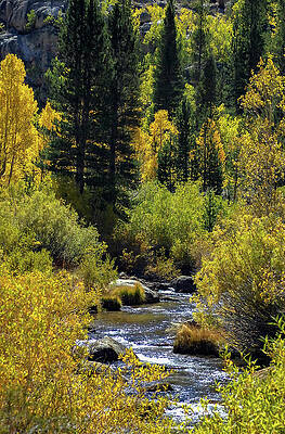 Wall Art featuring the photograph A Fall Serene Forest Stream Scene by Bonnie Colgan