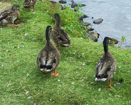 Wall Art featuring the photograph A Few Ducks Close Up by Flees Photos