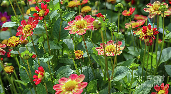 Natural Photograph - A Field Of Happiness by D Lee