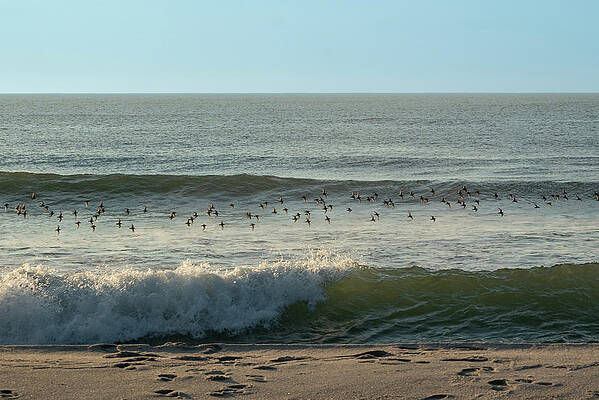 Summer Wall Art featuring the photograph A Flock Of Birds In Flight Over The Ocean by Matthew DeGrushe