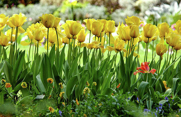 Flower Wall Art featuring the photograph A Floral Lone Ranger In Yellow Tulilp Bed by Bonnie Colgan