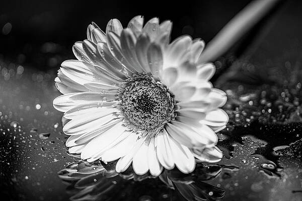 Wall Art featuring the photograph A Flower For You by Penny Polakoff
