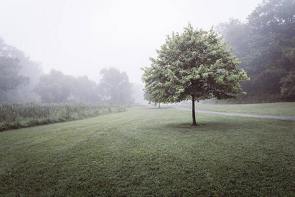 Wall Art featuring the photograph A Foggy Green And White Morning by Jason Fink