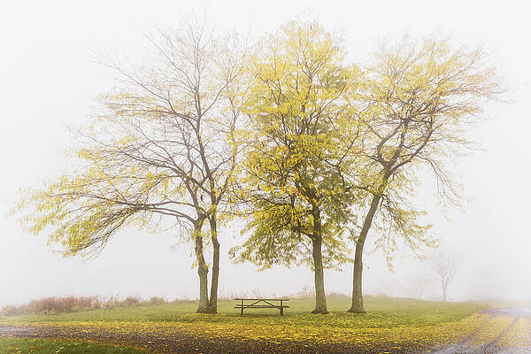 Foggy Autumn Park Scene Wall Art