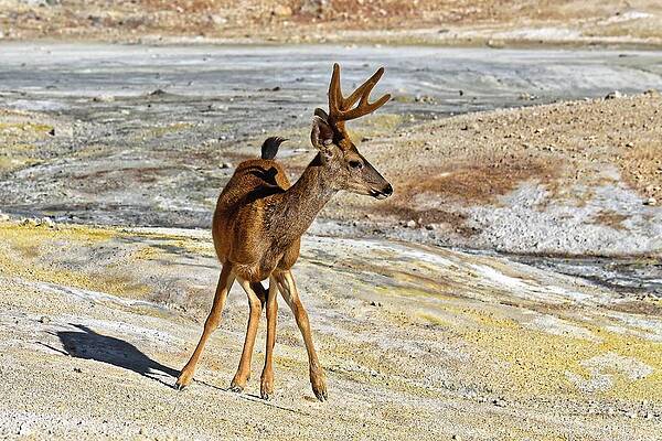 Usa Wall Art featuring the photograph A Ghost In Hell - Columbia Blacktail, Bumpass Hell, Lassen Volcanic by KJ Swan