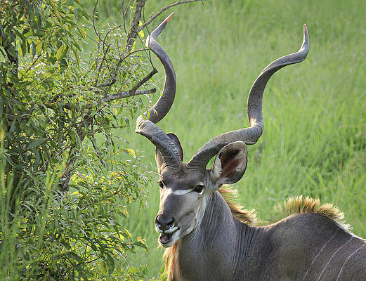 Wall Art featuring the photograph A Glimpse Of The Elusive Kudu by Rebecca Herranen
