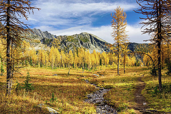 Tree Photograph - A Glorious Hike by Ursula Abresch