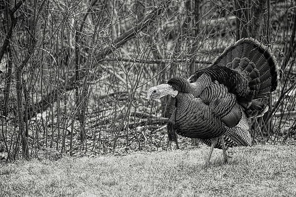 Wild Photograph - A Gobbling Strutter BW by Dale Kauzlaric