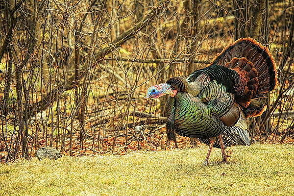 Wild Photograph - A Gobbling Strutter by Dale Kauzlaric