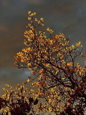 Golden Leaves Against Dramatic Sky Wall Art