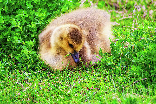 Wall Art featuring the photograph A Gosling In The Grass by Tatiana Travelways
