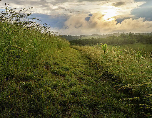 Sunset Over a Grassy Pathway Wall Art