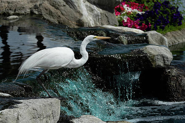 Flower Wall Art featuring the photograph A Great Egret Greeter At Marriott Hotel, Palm Desert, California by Bonnie Colgan