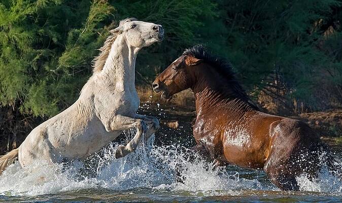 Mountain Wall Art featuring the photograph A Grey's Battles. by Paul Martin