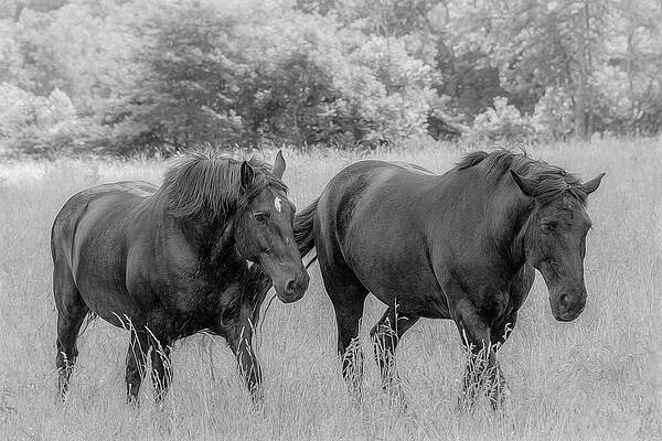 Cade Cove Photograph - A Handsome Pair Of Cades Cove Horses by Marcy Wielfaert