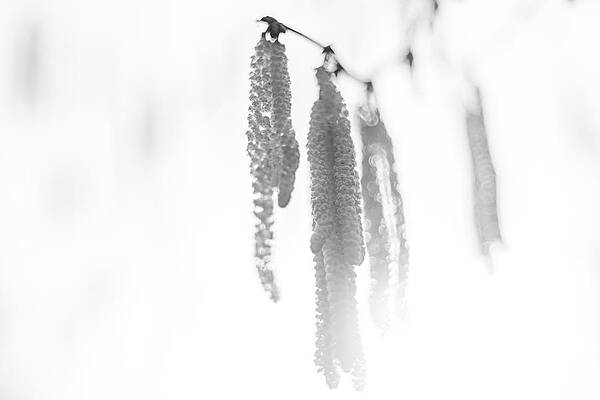 Wall Art featuring the photograph A Hazel's Outreach by Chad Thunberg