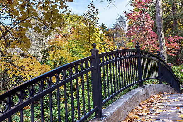 Tree Wall Art featuring the photograph A Lithia Park Bridge by Diane Moller
