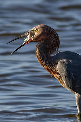 Florida Photograph - A Little Bite by RD Allen