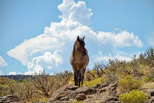 Animal Photograph - A Loan Roan Wild Horse In Nevada by Waterdancer