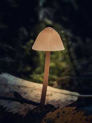 Raw Photograph - A Lone Bonnet by Scott Lyons