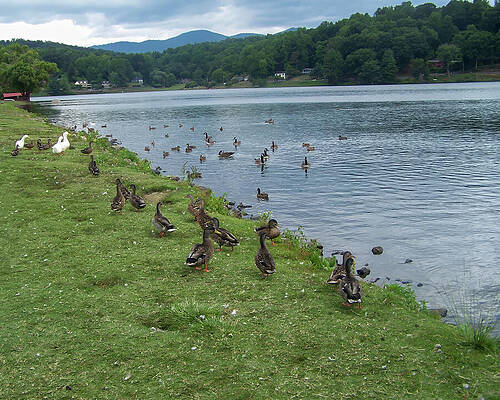 Wall Art featuring the photograph A Lot Of Geese On The Shore by Flees Photos