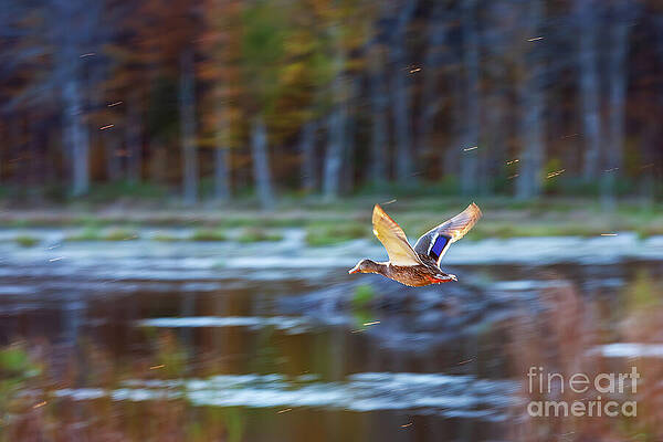 Wall Art featuring the photograph A Mallard Duck In Flight by Tatiana Travelways