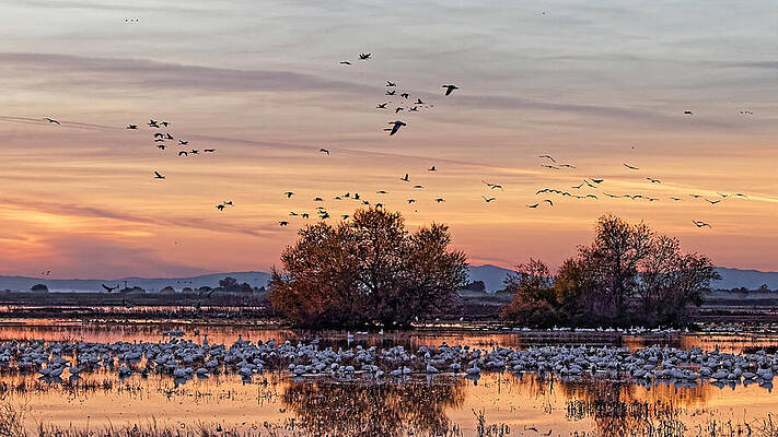 Birds Flock Over Tranquil Wetlands Wall Art