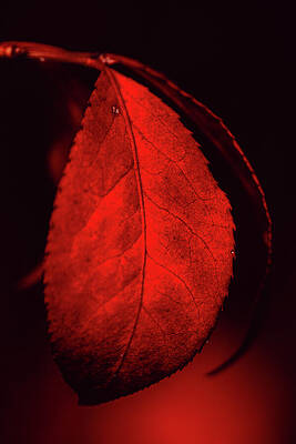 Photograph - A Mid-Fall Mood by Rich Kovach