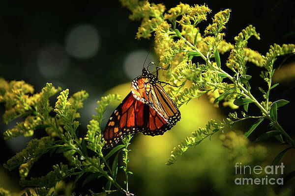 Wall Art featuring the photograph A Monarch Butterfly by Rehna George