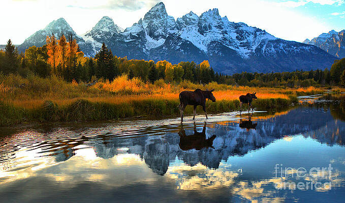 Wall Art featuring the photograph A Moose Schwabacher Sunset Stroll by Adam Jewell
