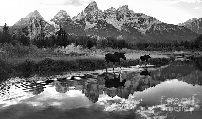 Wall Art featuring the photograph A Moose Schwabacher Sunset Stroll Black And White by Adam Jewell