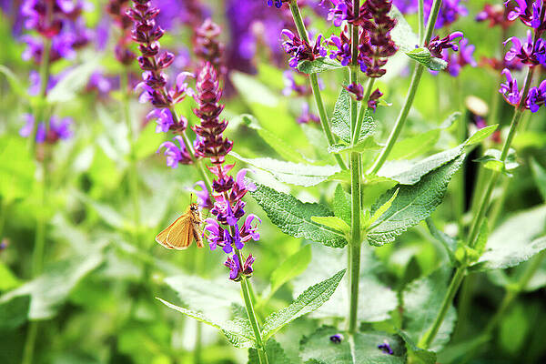 Serene Photograph - A Moth On A Lavender Flower by Tatiana Travelways