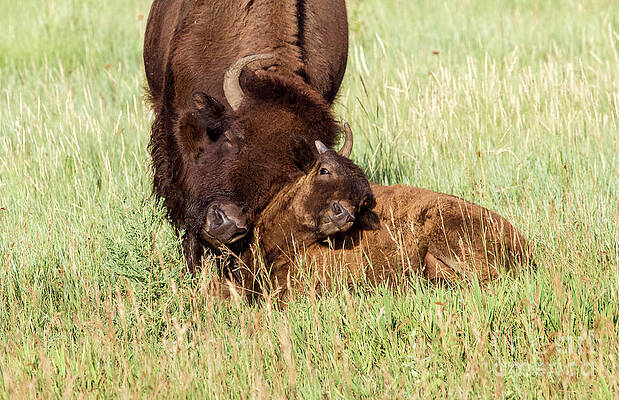 Colorado Wall Art featuring the photograph A Mother's Love by Shirley Dutchkowski