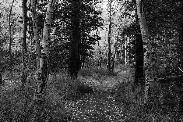 Wall Art featuring the photograph Where Are We Going? by Bonnie Colgan