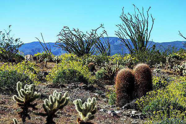 California Wall Art featuring the photograph A Natural Garden by Diane Moller