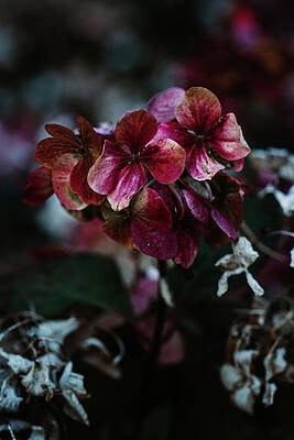 Moody Wall Art featuring the photograph A New Chapter by Nova Rae